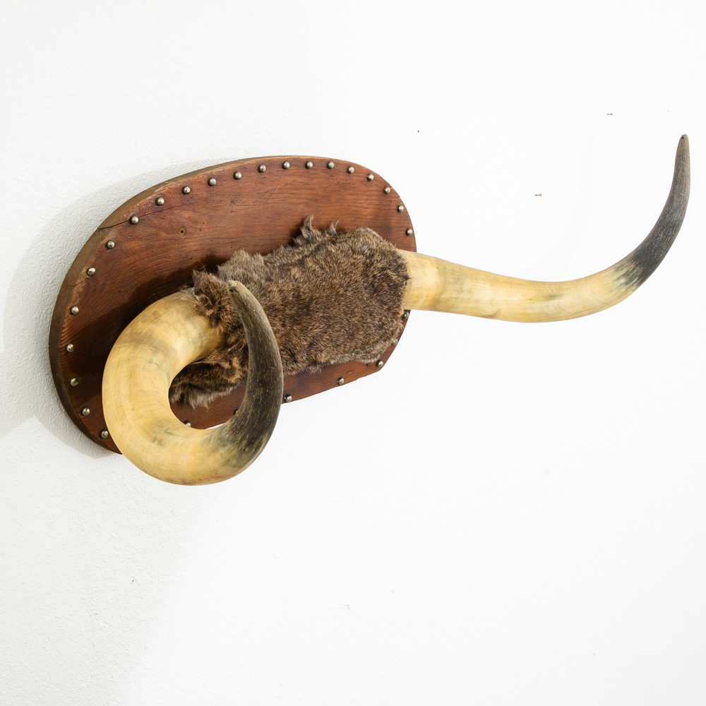 Antique Wall Hanging Horns Steer Bull 1913 Artisan Original Wall Art Custom - Image 2