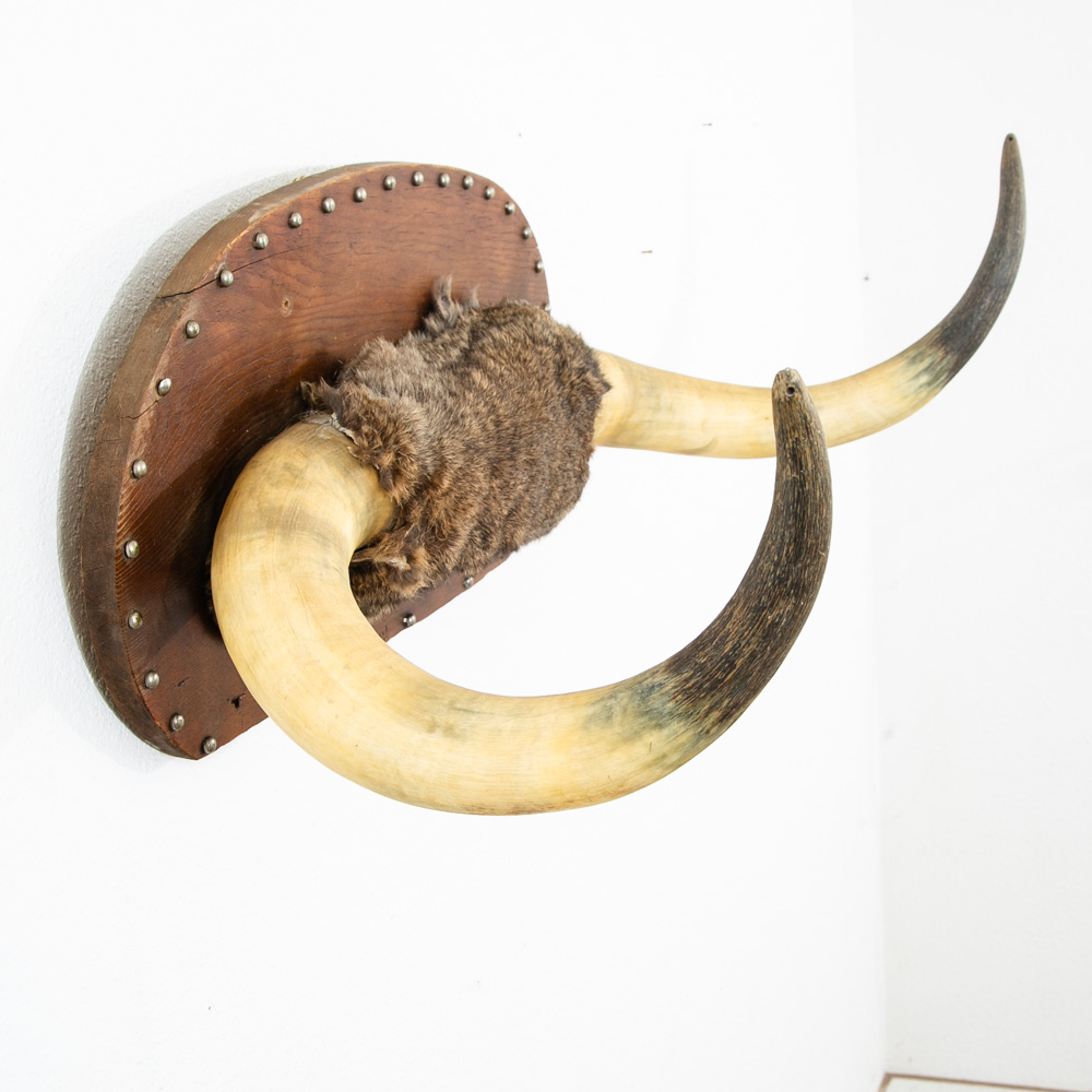 Antique Wall Hanging Horns Steer Bull 1913 Artisan Original Wall Art Custom - Image 10