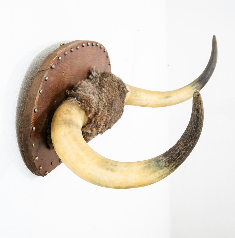 Antique Wall Hanging Horns Steer Bull 1913 Artisan Original Wall Art Custom - Image 3